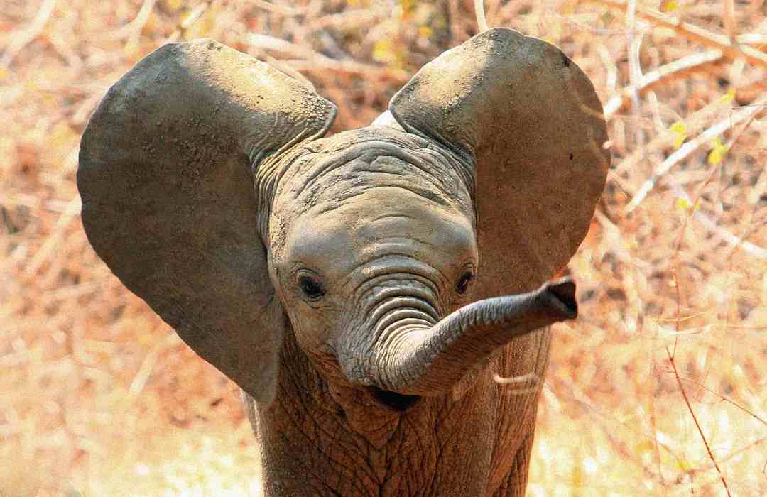 A young elephant with large ears stands facing the camera, its trunk raised and curled. The background is filled with dry, brown vegetation.