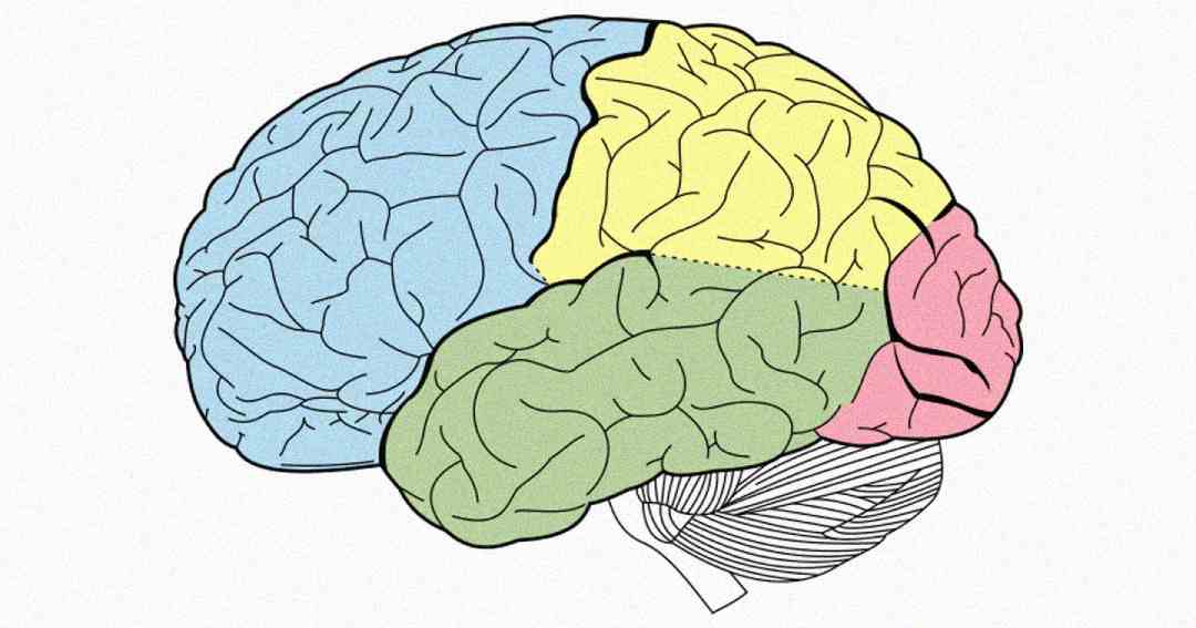 Illustration of a human brain, divided into colored sections: blue (frontal), yellow (parietal), green (temporal), red (occipital), and white with lines (cerebellum), highlighting different brain regions.