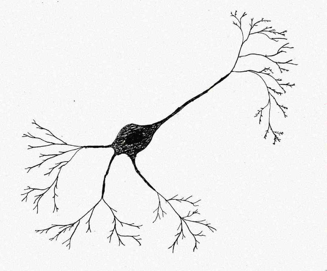 Black and white drawing of a neuron with a central cell body, several branching dendrites, and a long axon ending in more branches, resembling a tree-like structure.
