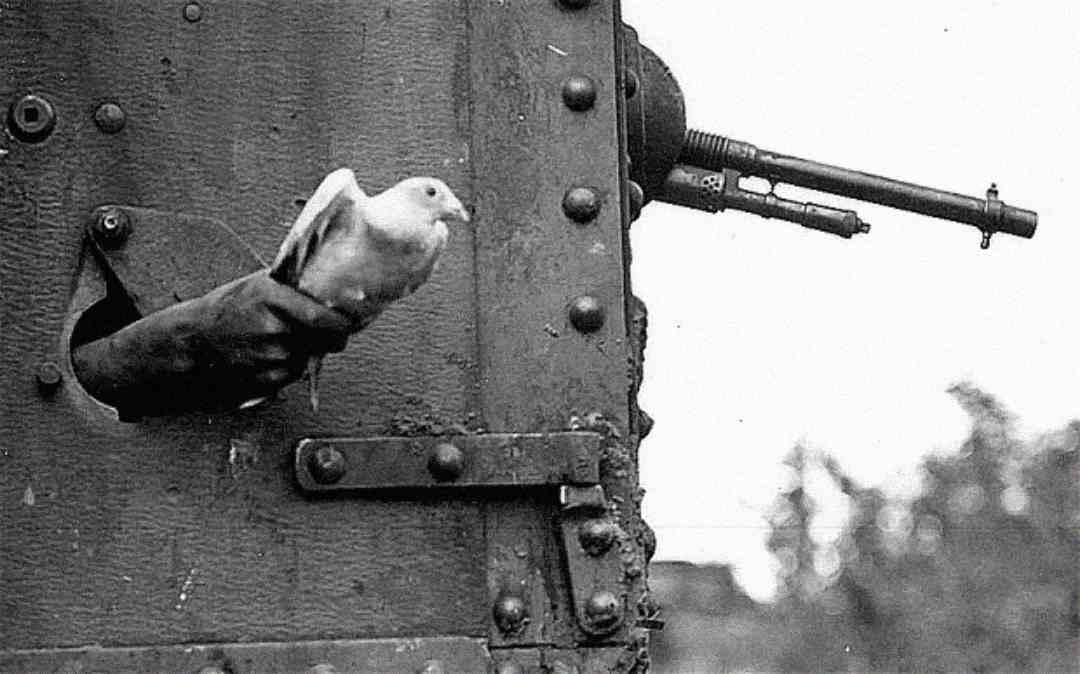 A black-and-white photo shows a hand releasing a white pigeon through a hatch in an armored vehicle, with a mounted machine gun visible nearby. The background is blurred.