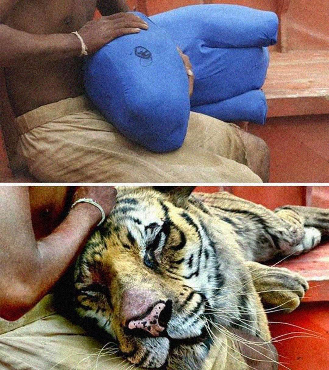 Top: A person sits holding a blue, inflatable pillow shaped like an animal. Bottom: The same person gently pets a relaxed tiger lying beside them on an orange bench.