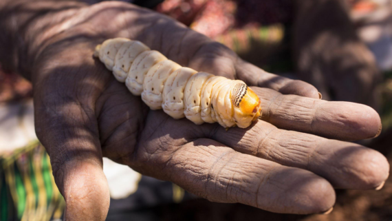 A close-up of a large, cream-colored grub with an orange-brown head resting on the palm of a person's weathered hand. Food.
