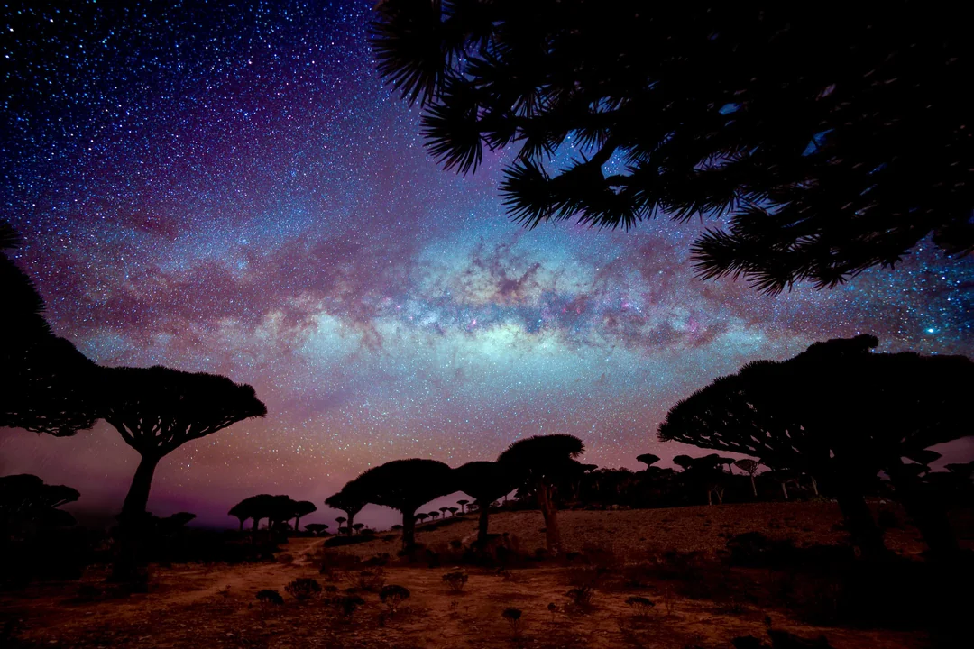 Silhouetted dragon blood trees stand under a vibrant, star-filled night sky with the Milky Way visible, casting a colorful glow above the arid landscape.