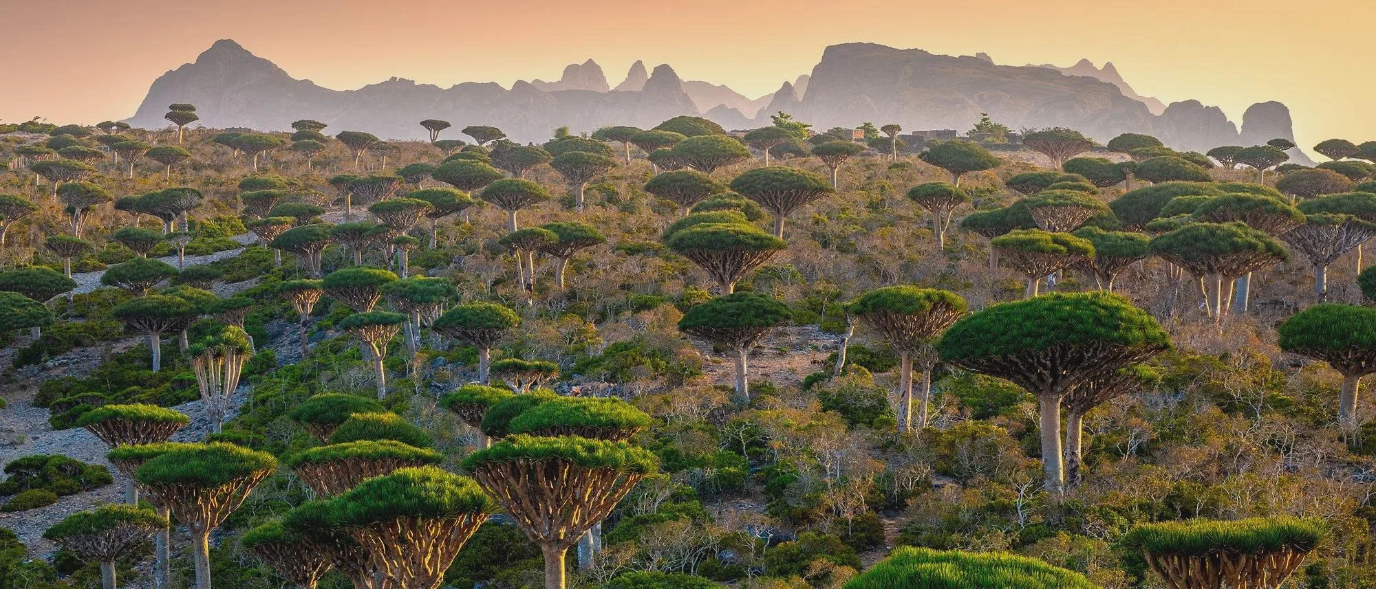 A landscape of dragon blood trees with umbrella-shaped canopies covering a hillside, set against rugged mountains and a soft orange sky at sunset or sunrise.