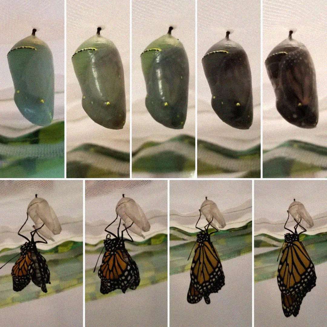 Time-lapse photos show a monarch butterfly metamorphosis: a green chrysalis darkens, then a butterfly emerges and hangs upside down, drying its wings as they expand and brighten in color.