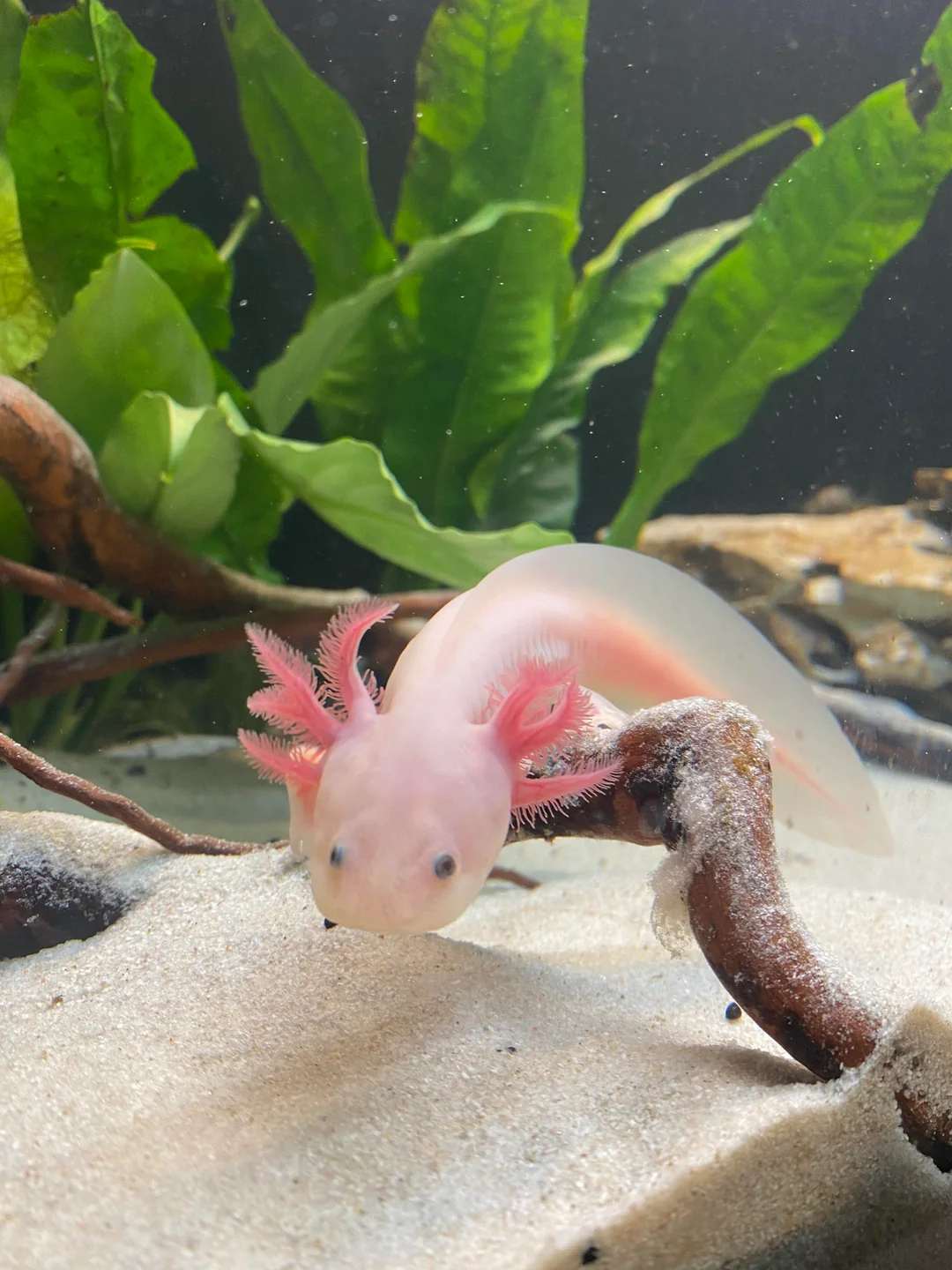 A pink axolotl with feathery gills rests on sandy substrate in an aquarium, surrounded by green aquatic plants and pieces of driftwood.