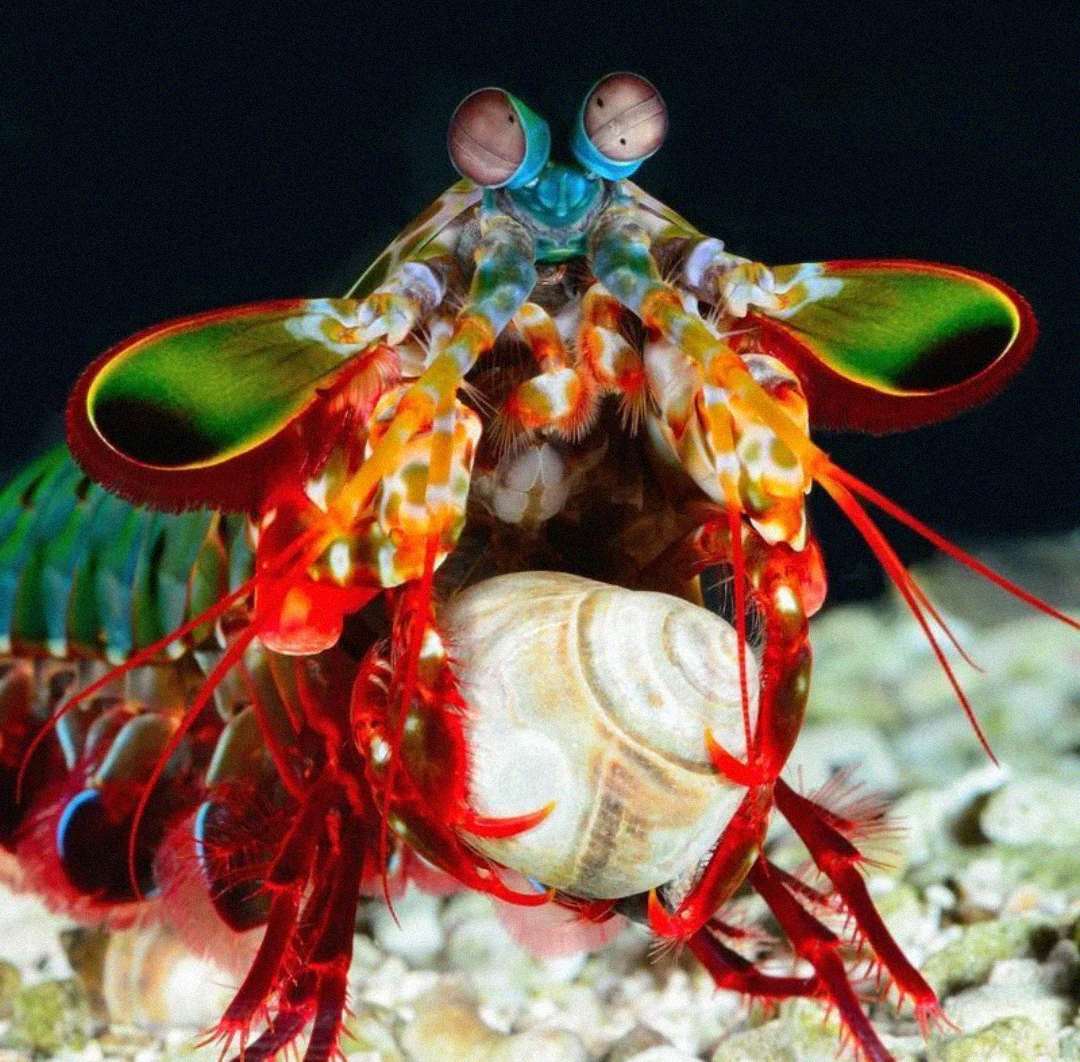 A colorful mantis shrimp with vibrant red, green, blue, and orange markings holds a seashell on a sandy seafloor, its large eyes and multiple limbs clearly visible.