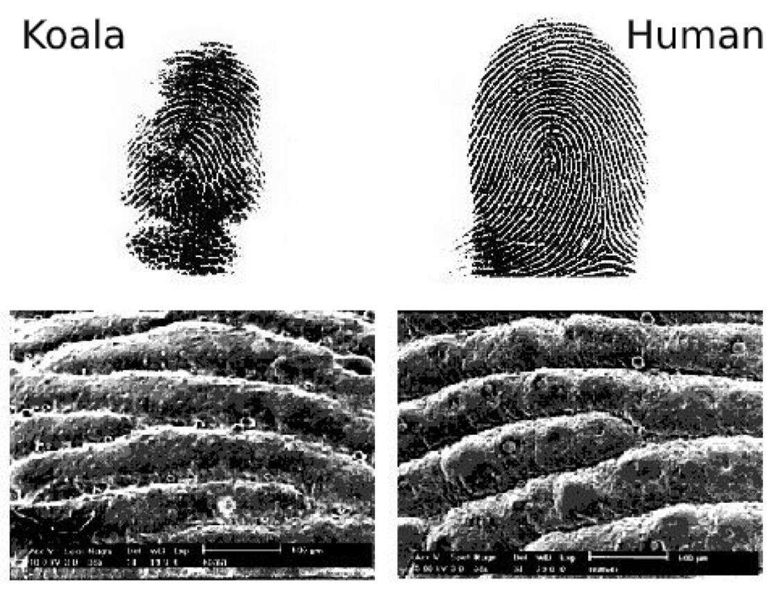 Side-by-side comparison of koala and human fingerprints, showing similar ridge patterns in both regular images (top) and close-up microscopic images (bottom). "Koala" and "Human" are labeled above each column.