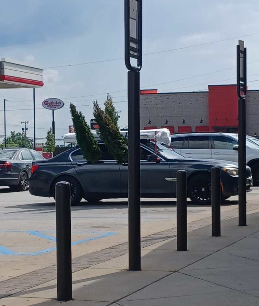 A black car parked outside a store with two large pine trees sticking out of its rear window. The car is in a parking lot on a sunny day, with other vehicles and buildings in the background.