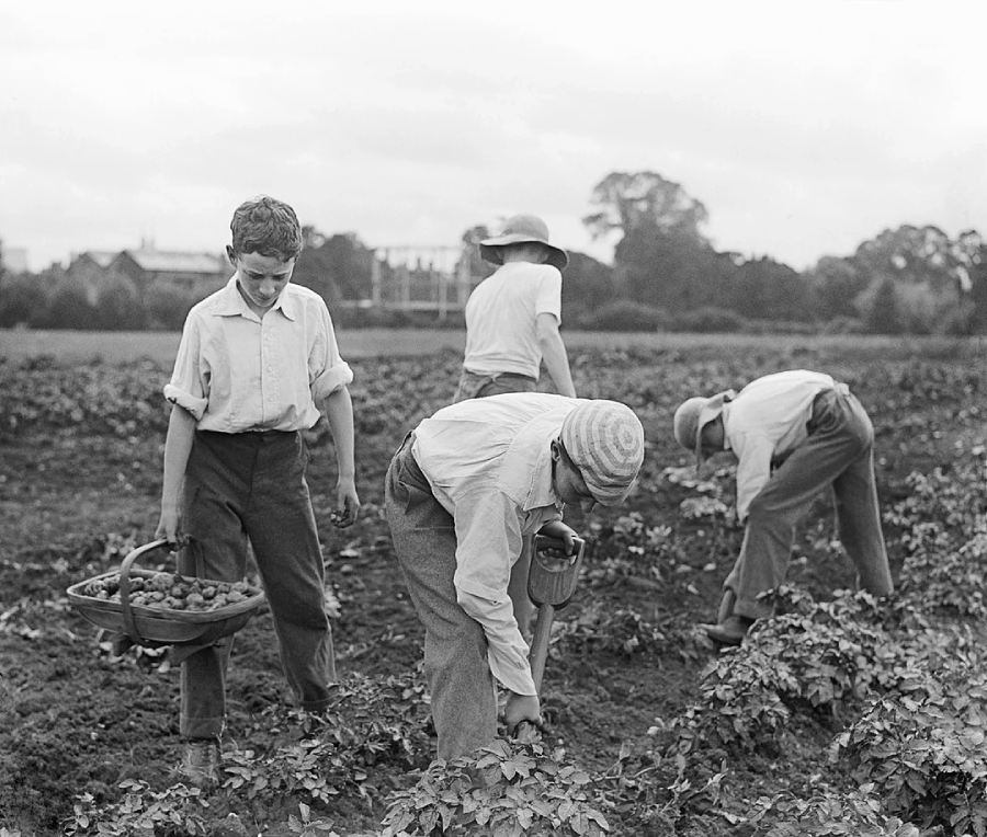 Four children work in a field picking crops. One boy holds a basket of potatoes, while the others bend down harvesting. They wear casual clothing and hats, and the background shows distant trees and buildings.