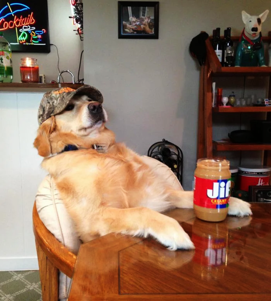 A golden retriever wearing a camouflage cap leans back in a chair at a wooden table, with a jar of Jif creamy peanut butter in front of them. The dog appears relaxed in a cozy room with various decorations.