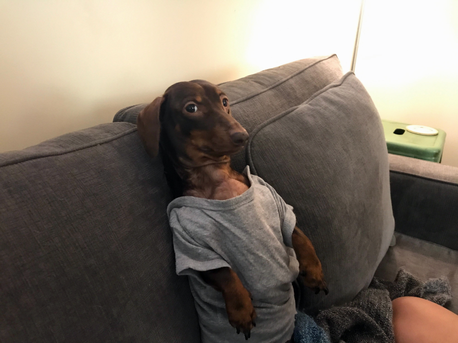 A brown dachshund sits upright on a gray couch, wearing a loose gray T-shirt, with its front paws sticking out and a curious expression on its face.