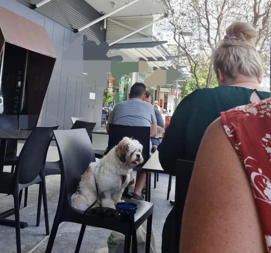A small white and brown dog sits on a black chair at an outdoor cafe. People are seated at nearby tables, and trees and buildings are visible in the background.