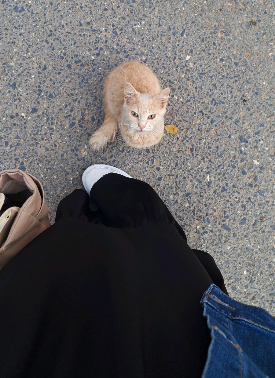 A light orange cat sits on a rough, gray pavement looking up. Part of a person in a black skirt and white shoes is visible, along with a beige bag and a blue denim jacket.