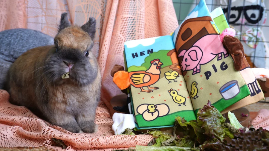 A brown rabbit sits on a pink lace cloth next to an open children’s cloth book showing cartoon animals labeled "HEN" and "PIG," with leafy greens scattered in front.