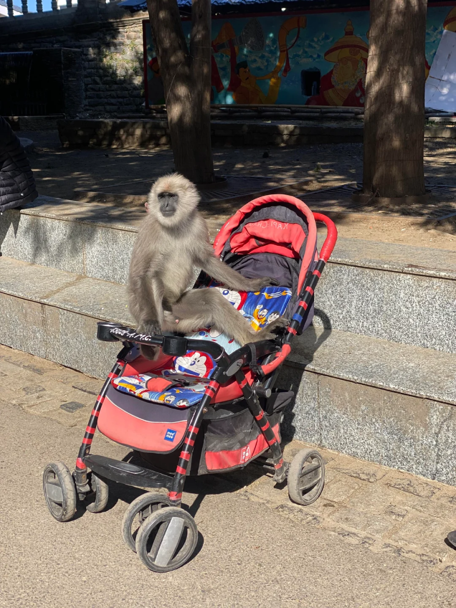 A langur monkey sits on a red and black baby stroller parked on a sidewalk in sunlight, with stone steps and a colorful mural in the background.