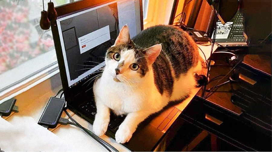A cat sits on the keyboard of an open laptop near a window, looking up. The laptop screen shows a login page, and various electronic devices and cables are visible on the desk.