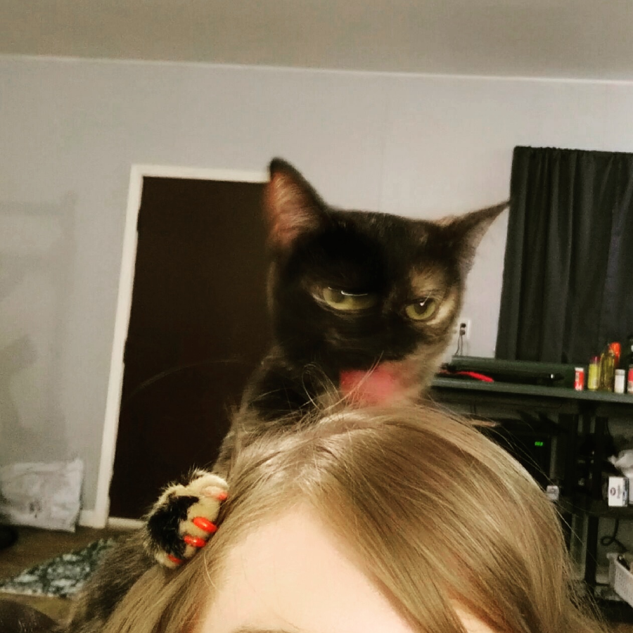 A black and brown cat with green eyes sits on top of a person's head, mid-lick with its tongue out, showing its orange claws. The background includes a door, curtains, and household items.