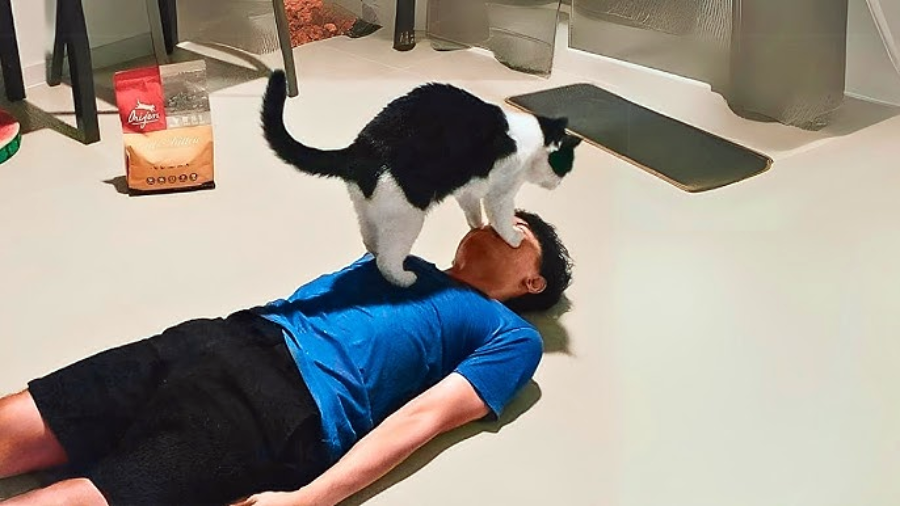 A black and white cat stands with its front paws on a man's face while he lies on the floor indoors, dressed in a blue shirt and black shorts.