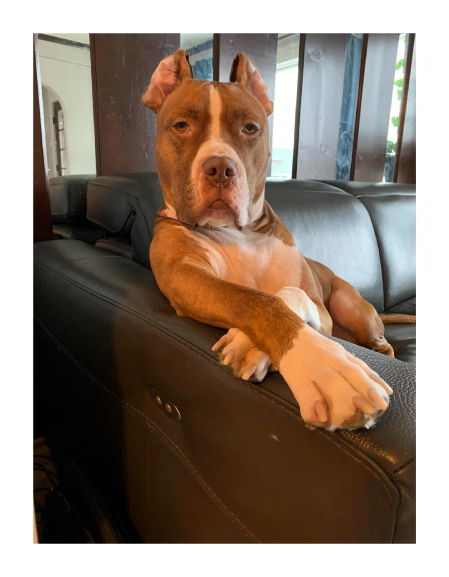 A brown and white dog with cropped ears lounges on a black leather couch, resting one paw over the backrest and looking directly at the camera with a calm, relaxed expression.