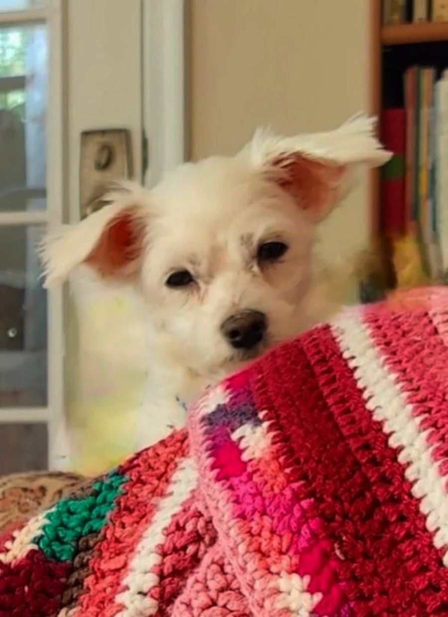 A small white dog with fluffy ears peeks over a red, pink, and white striped crocheted blanket. Books and a window are visible in the background.