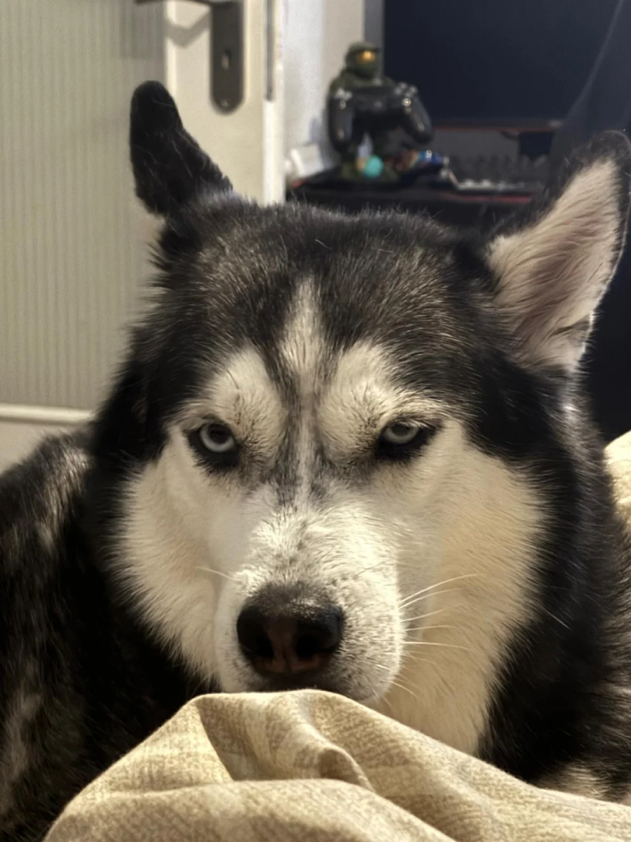 A husky with striking blue eyes and a black-and-white coat lies on a beige blanket, looking directly at the camera with a serious, intense expression.