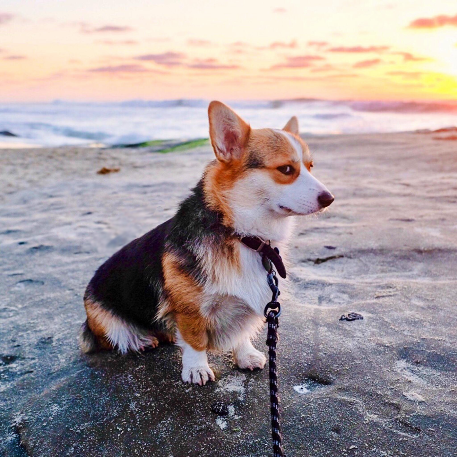 A tricolor Corgi sits on a sandy beach at sunset, looking to the side. The ocean and colorful sky are in the background, and the dog is on a leash.