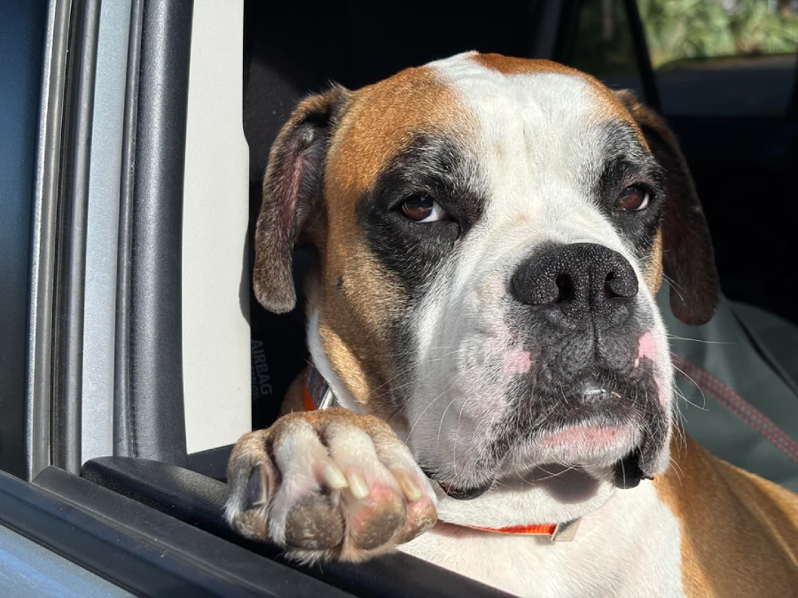 A brown and white boxer dog rests its paw on a car window, gazing outside with a relaxed expression in sunlight.