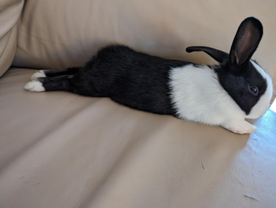 A black and white rabbit is lying stretched out on a beige couch, with its back legs extended behind it and its ears upright.