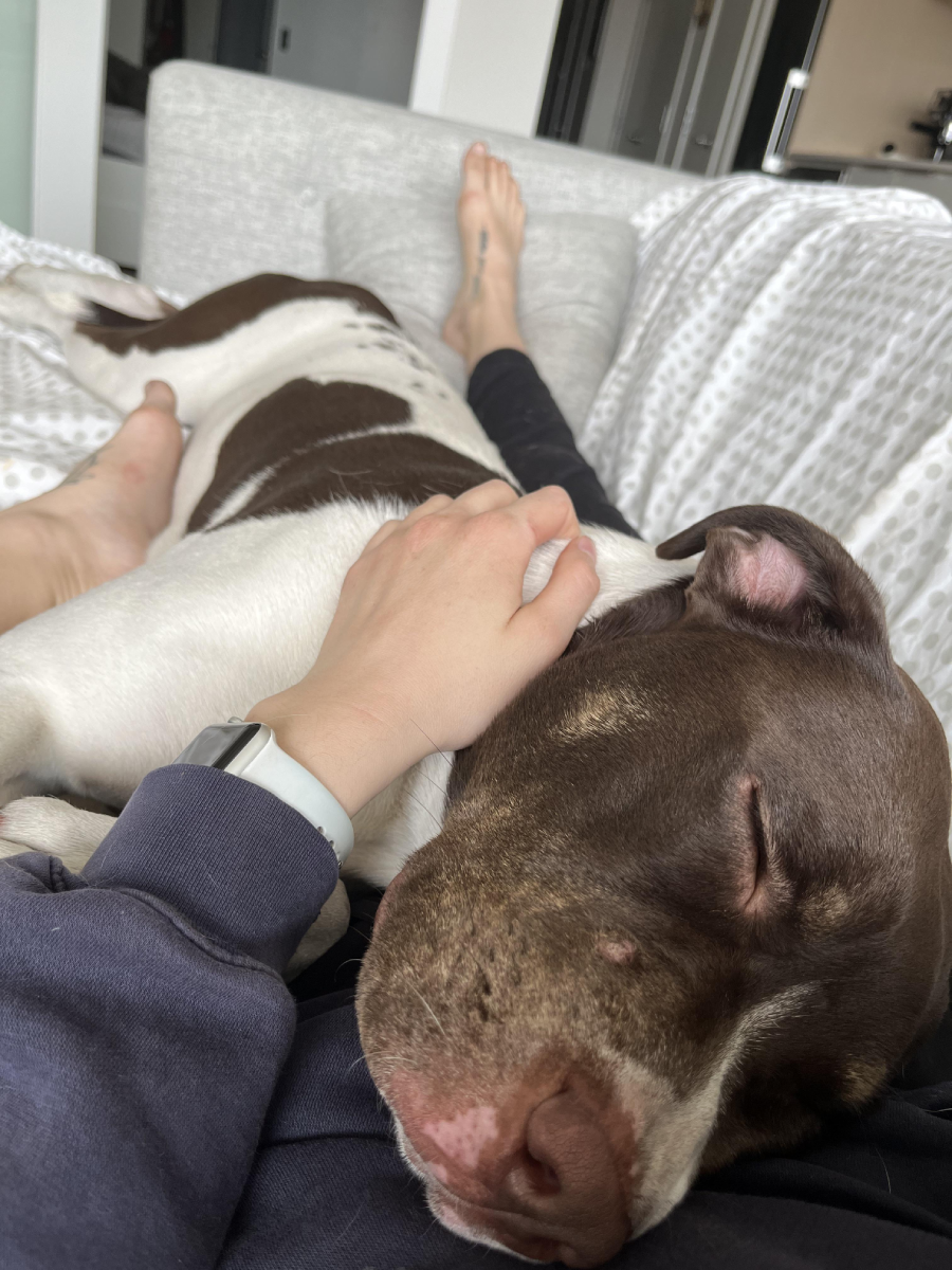 A person lounges on a couch under a dotted blanket, gently petting a large brown and white dog sleeping on their lap. The person’s legs are stretched out and relaxed alongside the dog.