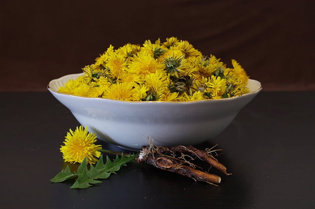 A white bowl filled with bright yellow dandelion flowers sits on a dark surface. In front of the bowl are dandelion roots, leaves, and a separate flower. The background is dark brown.
