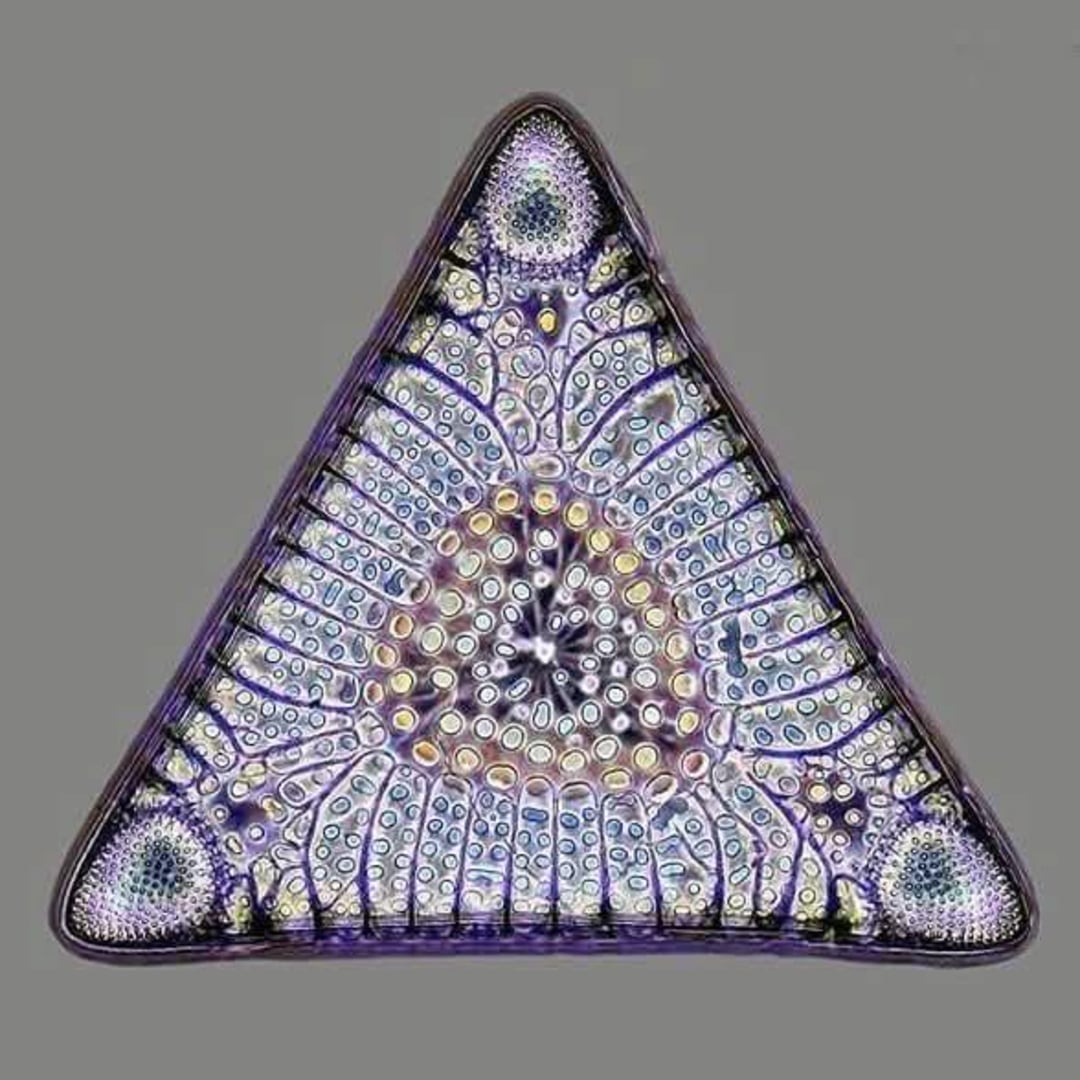 A close-up of a triangular diatom under a microscope, featuring intricate, symmetrical patterns in shades of purple, blue, and yellow against a plain gray background.