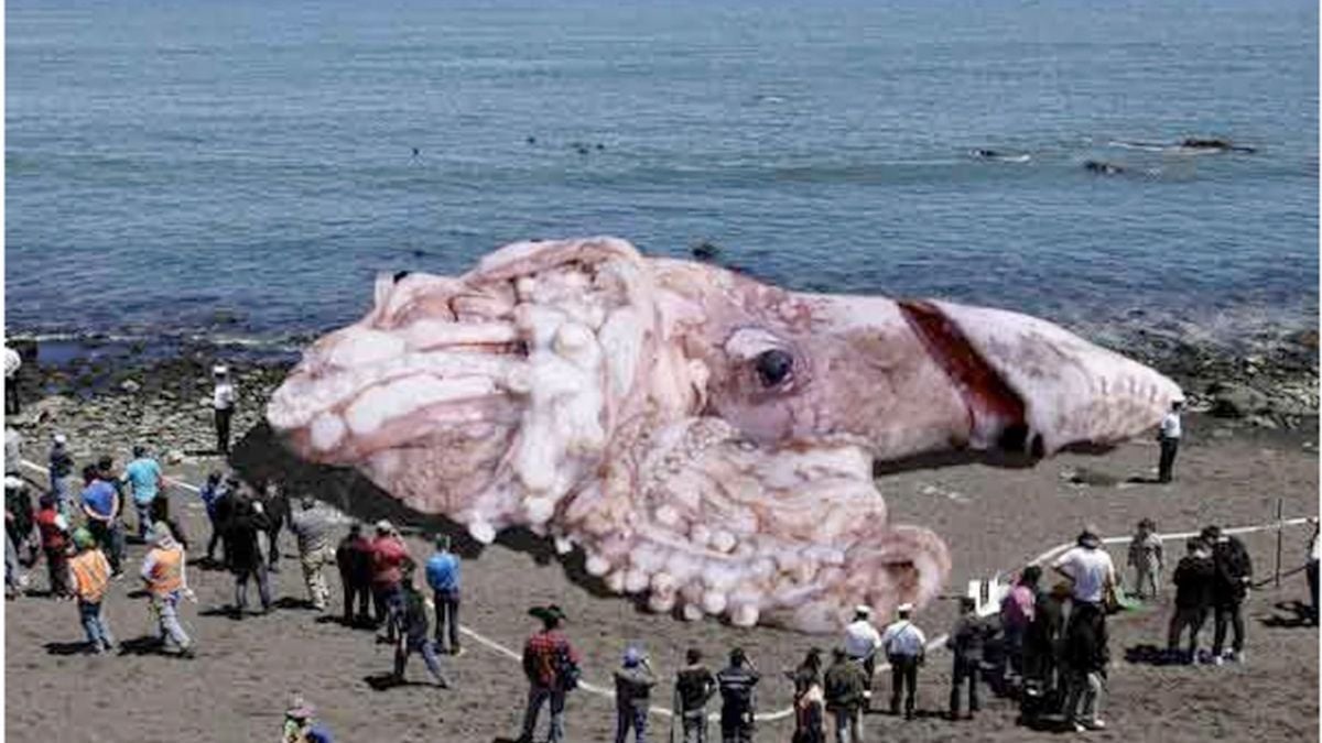 A photo of one of the most famous hoaxes ever. The fake 160-foot giant squid.