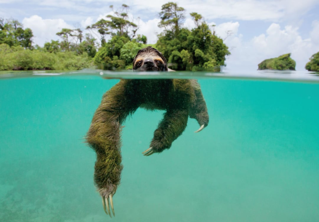 A sloth swims in clear turquoise water, with its head and long, furry arms above and below the water’s surface. Lush green trees and a mostly cloudy sky are visible in the background.