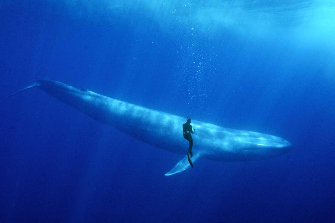 A diver swims beside a massive blue whale in clear, deep blue ocean water, highlighting the whale's enormous size compared to the human. Sunlight filters down from the surface above.