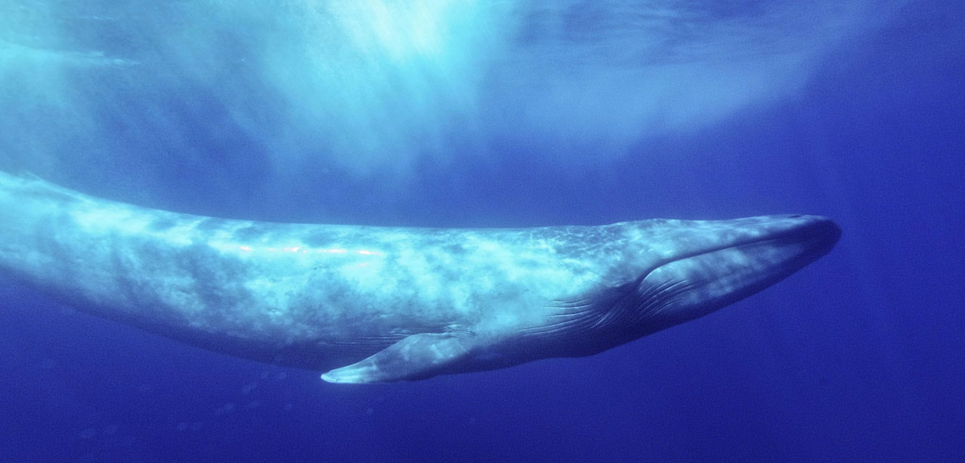 A blue whale swims underwater in the deep blue ocean, its large body illuminated by sunlight filtering through the water above.