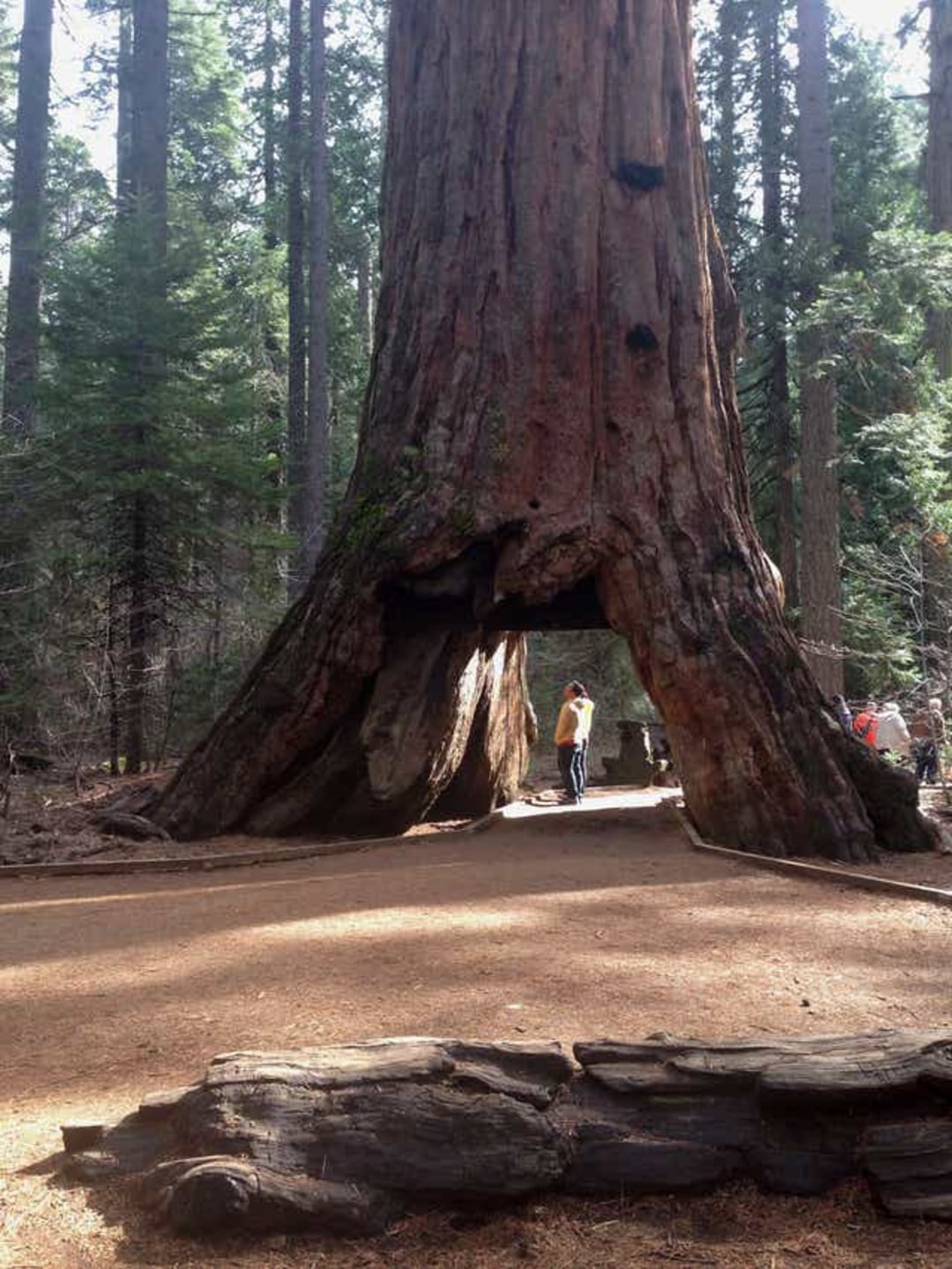 A massive sequoia tree with a tunnel carved through its base stands in a forest. A person in a yellow shirt walks through the opening, surrounded by other tall trees and forest scenery.