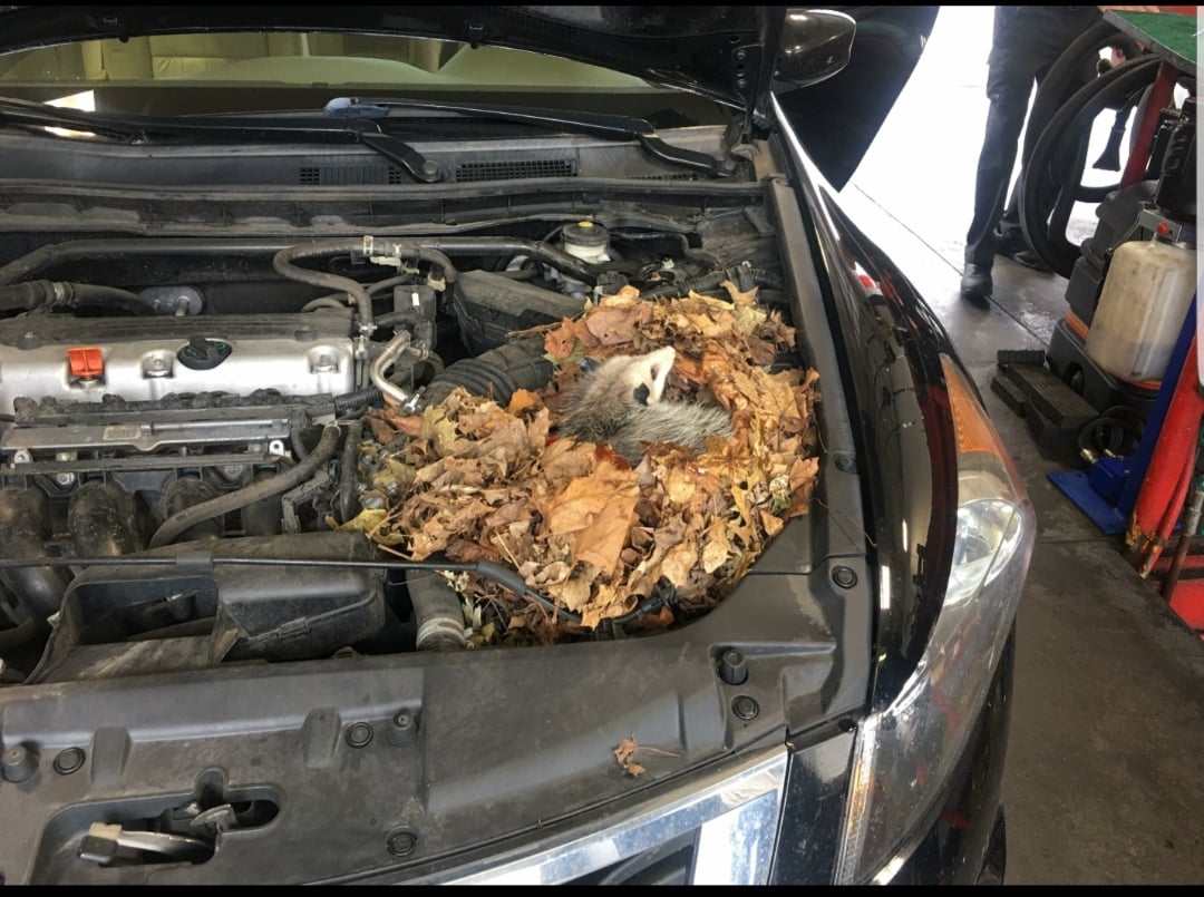A possum is nestled in a pile of dry leaves inside the engine compartment of a car with the hood open, while a person stands nearby in a garage or workshop.