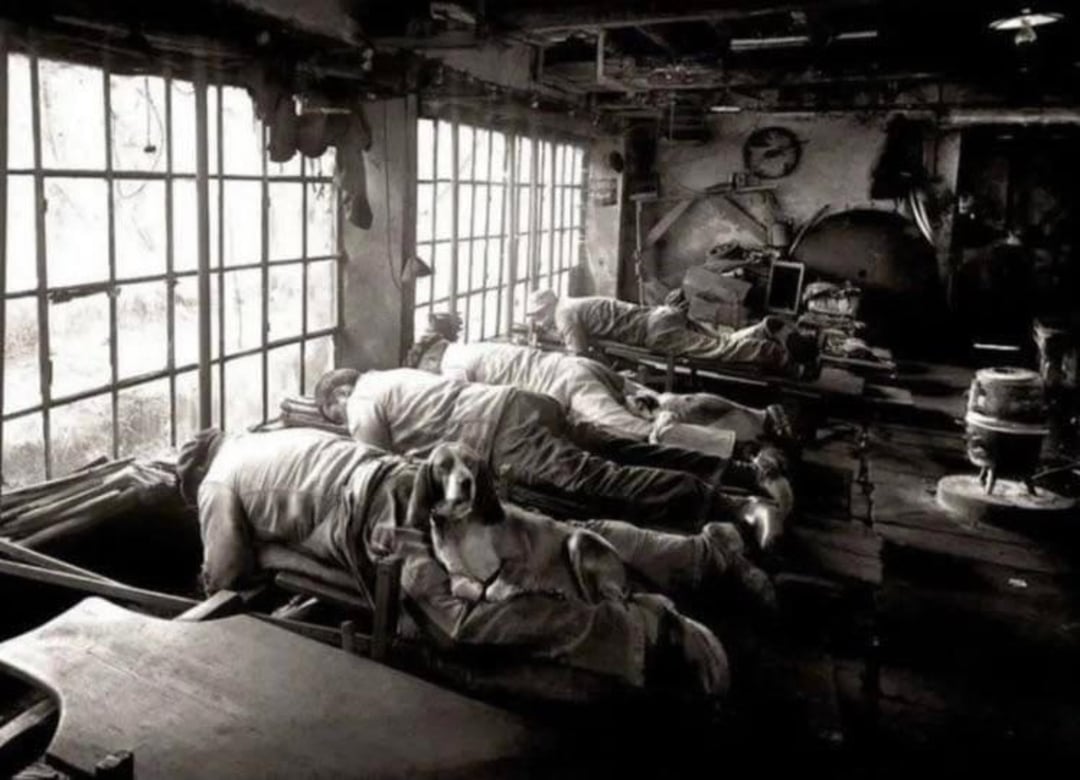 Several people lie face down on beds in a dimly lit room with large windows; a dog is lying face down on one of the beds, blending in with the group.