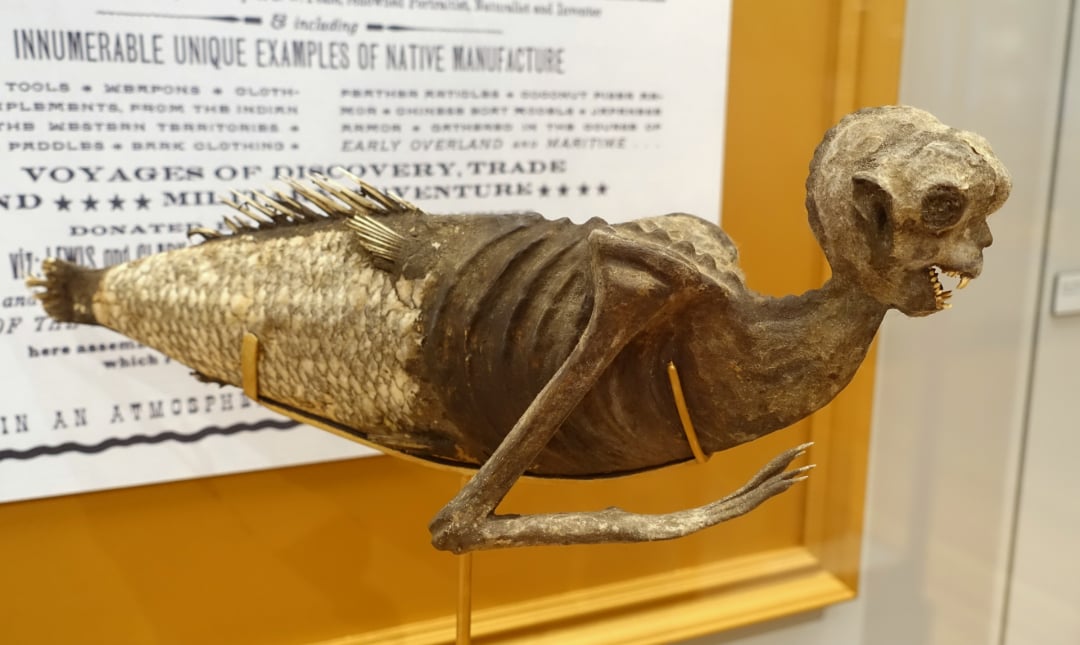 A mummified Fiji mermaid with a human-like upper body and a fish tail is displayed in a museum case, with informational posters in the background.