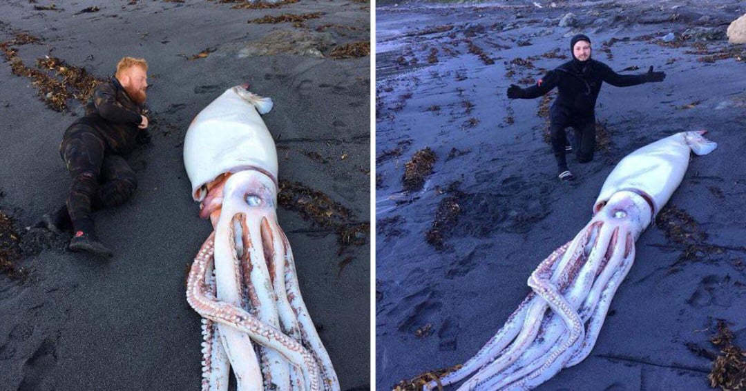 Two people on a beach lie next to and kneel behind a giant squid washed up on the sand, showing the squid's large size compared to the humans. Seaweed and rocks are scattered on the dark sand.