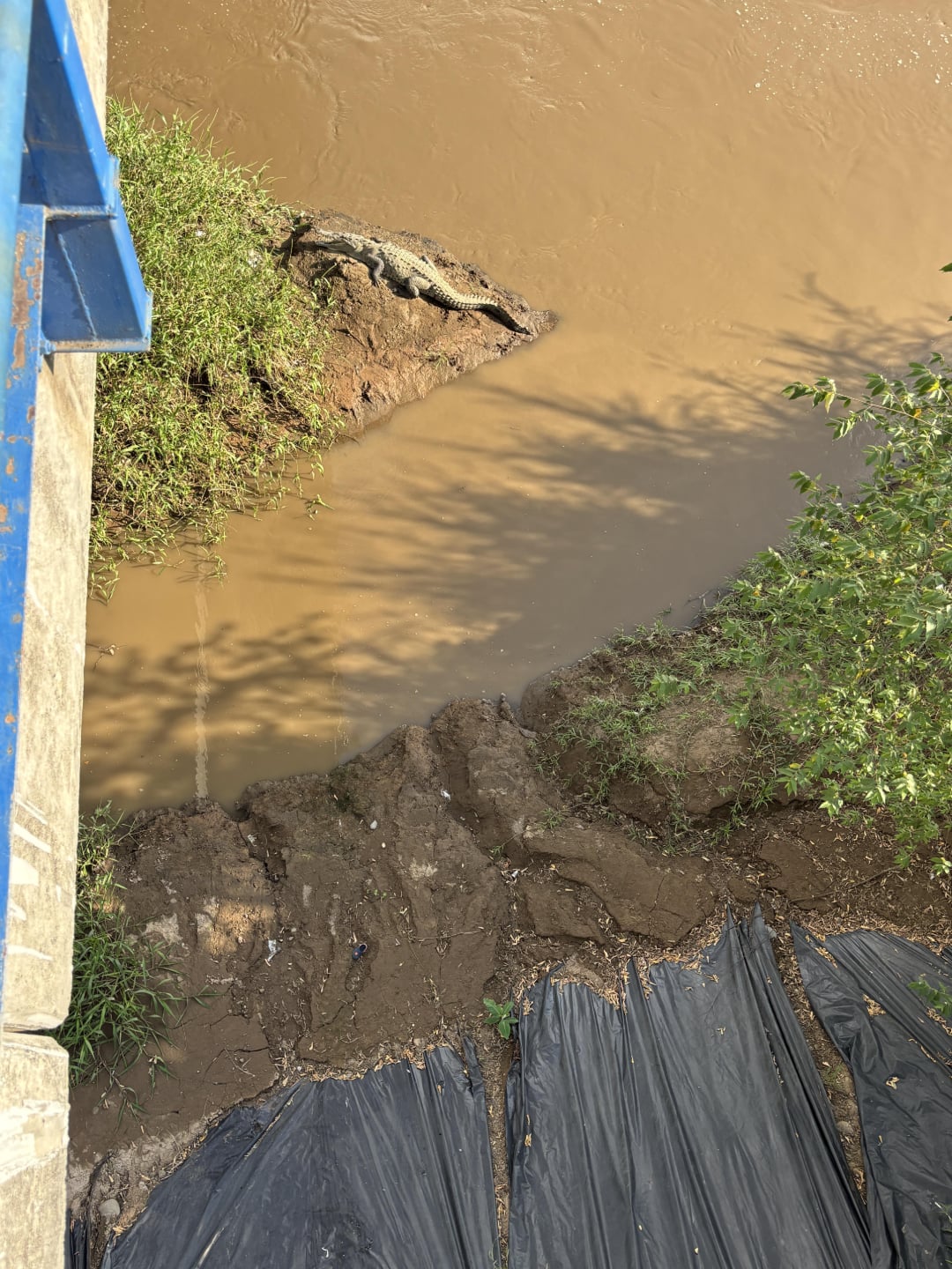 A large crocodile lies on a muddy riverbank near the water's edge, viewed from above a blue railing. The river water is brown, and black plastic sheets cover part of the ground below.