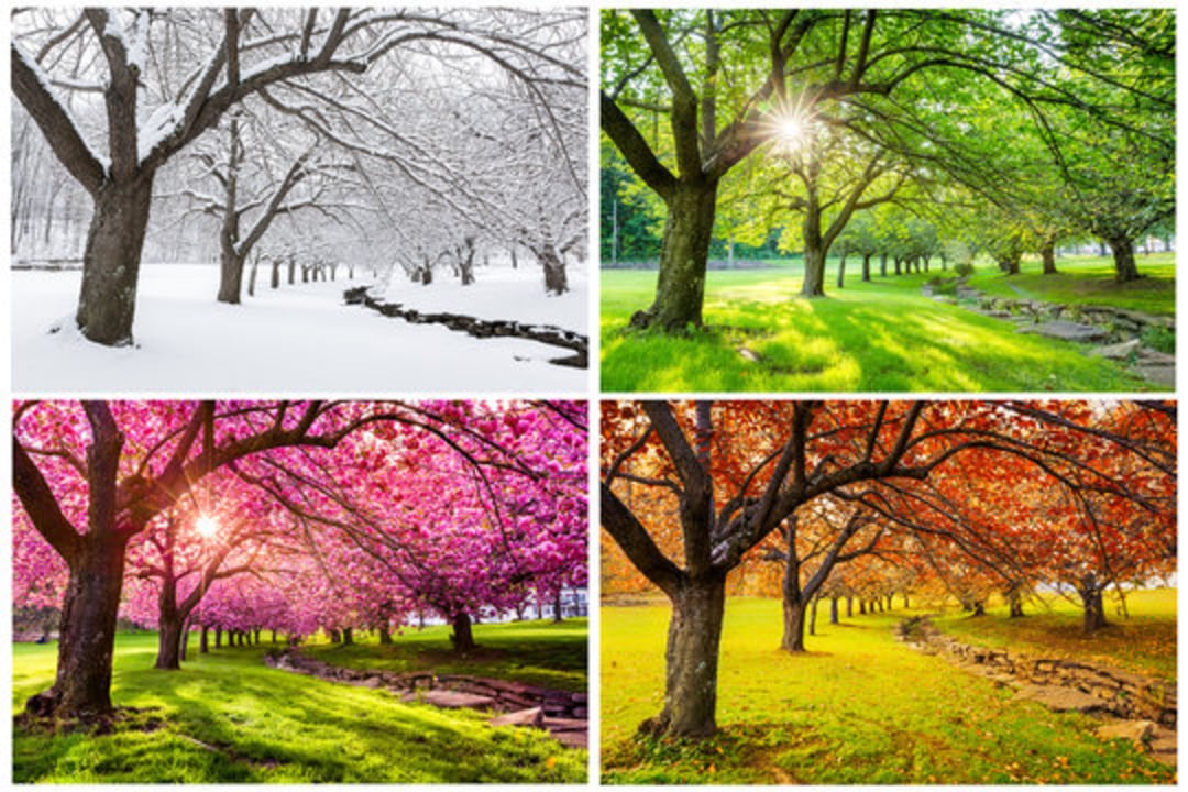 A collage of four photos shows the same park trees in different seasons: winter with snow, spring with pink blossoms, summer with lush green leaves, and autumn with orange and yellow foliage.