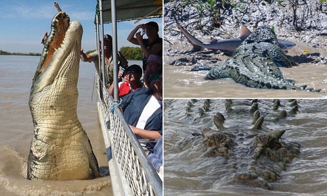 A collage showing a large crocodile leaping near a boat of tourists, a crocodile dragging a shark on a riverbank, and several crocodiles swimming together in muddy water.