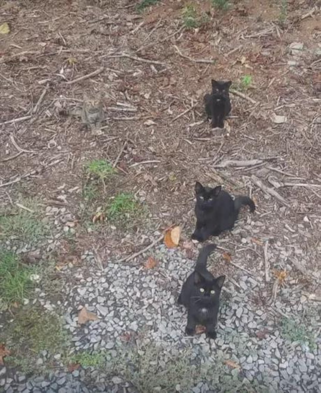 Three black cats and one tabby kitten sit in a loose line on dirt and gravel outdoors, looking up toward the camera. Sparse grass and sticks are scattered on the ground around them.