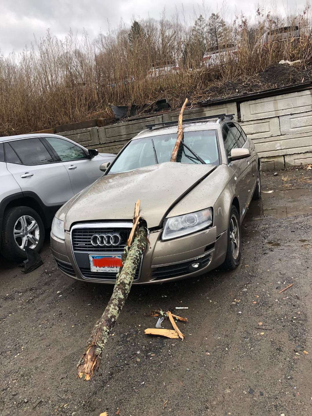 A large tree branch has fallen onto the hood and windshield of a parked beige Audi car, causing significant damage. The car is in a muddy lot beside another vehicle and in front of a weathered concrete wall.
