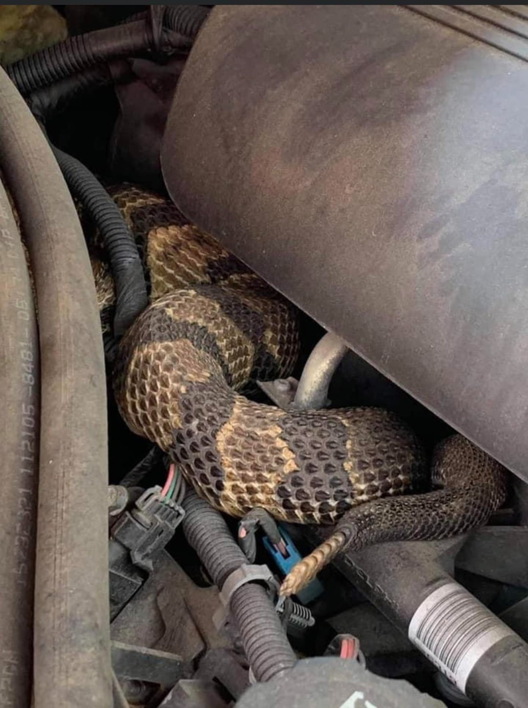 Three mechanics refused to work on the car because a large brown and black snake is coiled among wires and engine parts under the hood of a car.