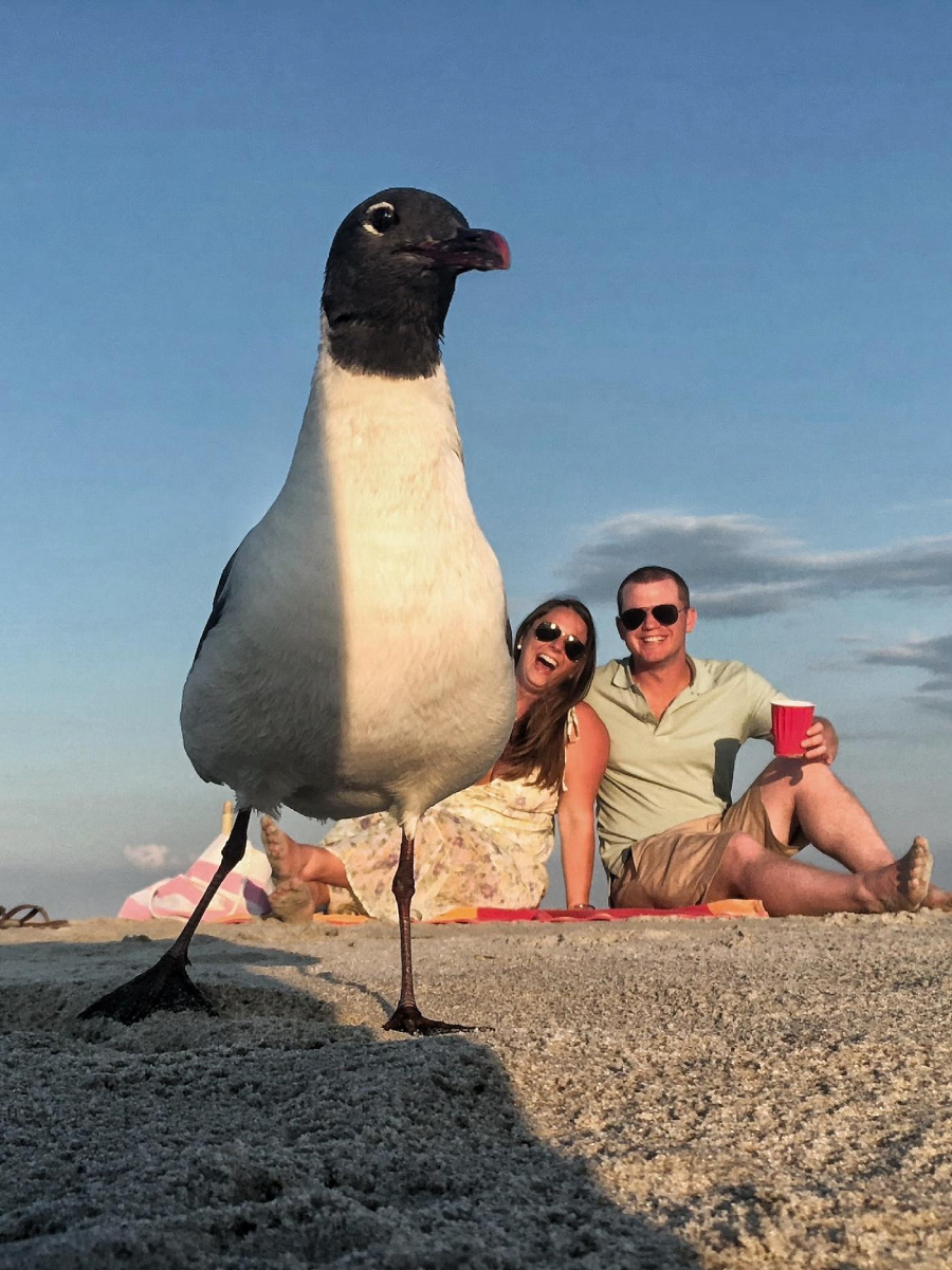 A large seagull stands in the foreground on a sandy beach, with a smiling couple sitting on a blanket in the background. The man holds a red cup, and the sky is clear and blue.