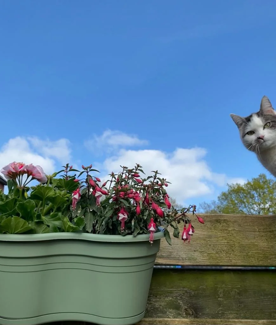 A white and gray cat peeks over a wooden fence next to a green planter filled with pink flowers. The sky is blue with scattered clouds in the background.