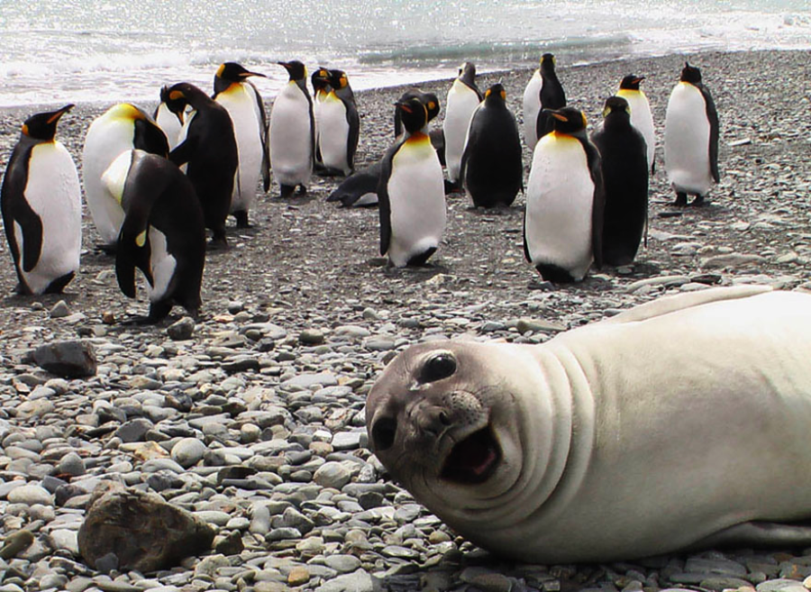 A group of penguins stands on a rocky beach near the water, while a seal lies in the foreground with its mouth open as if smiling at the camera.